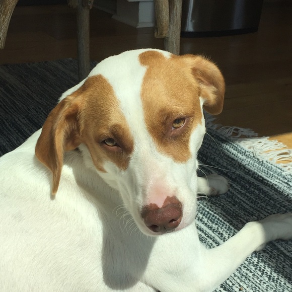 Meet your Posher, Preston - Picture 1 of 1